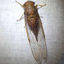 Image of Euterpnosia crowfooti (Distant 1912)
