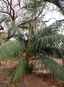 Image of Kentia Palm