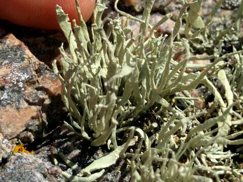 Image of Armored fog lichen