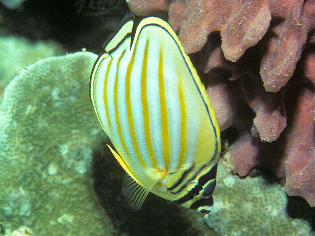 Chaetodon ornatissimus Cuvier 1831 resmi