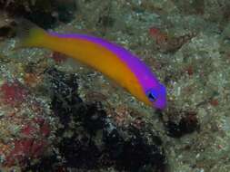 Image de Pictichromis diadema (Lubbock & Randall 1978)