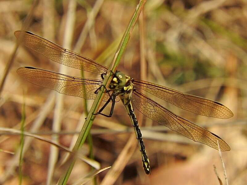 Image of Eusynthemis virgula (Selys 1874)