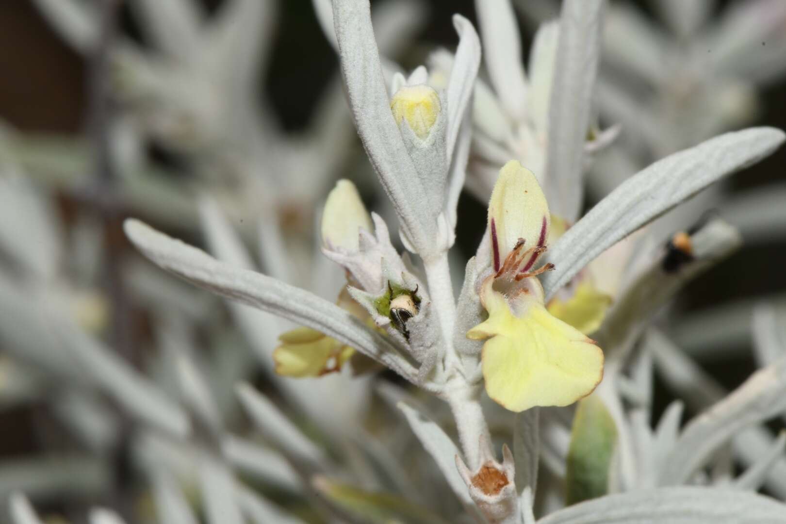 Слика од Stachys flavescens Benth.