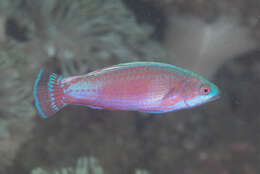 Image of Linespot flasherwrasse