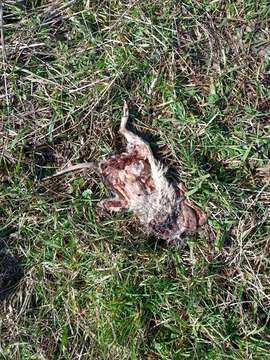 Image of Long-nosed Bandicoot