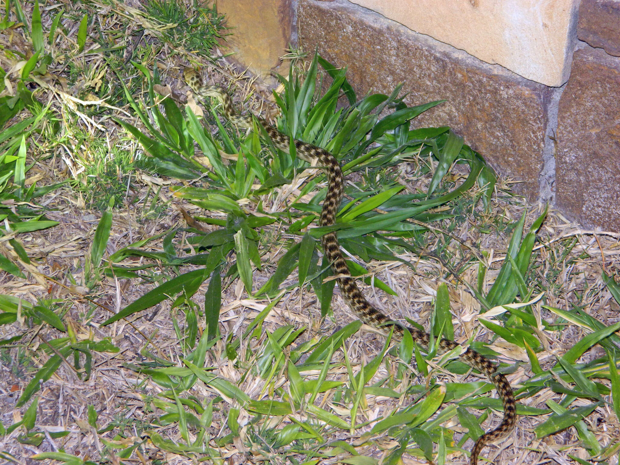 Image of Madagascarophis meridionalis Domergue 1987