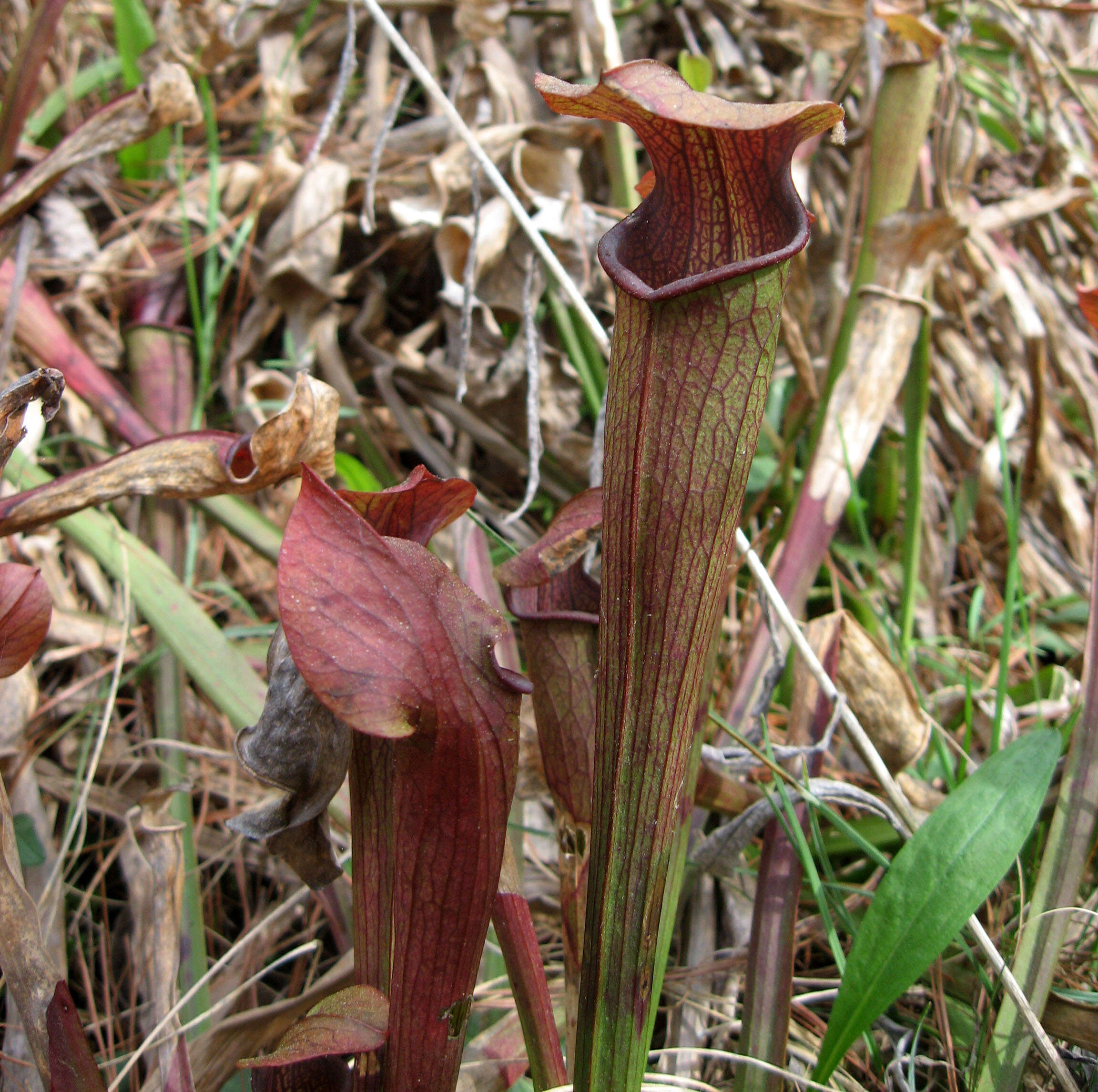 Image of Mountain Sweet Pitcherplant