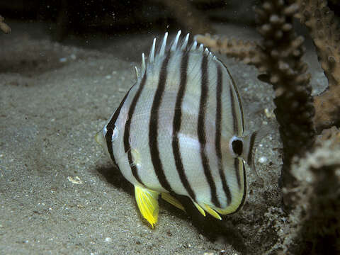 Image of Eight Banded Butterflyfish