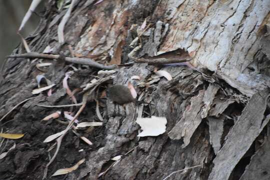 صورة Antechinus flavipes (Waterhouse 1838)