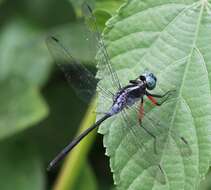 Image de Oxythemis phoenicosceles Ris 1909