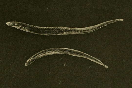 Image of earthworm eels