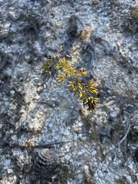 Image de Solidago nemoralis subsp. nemoralis