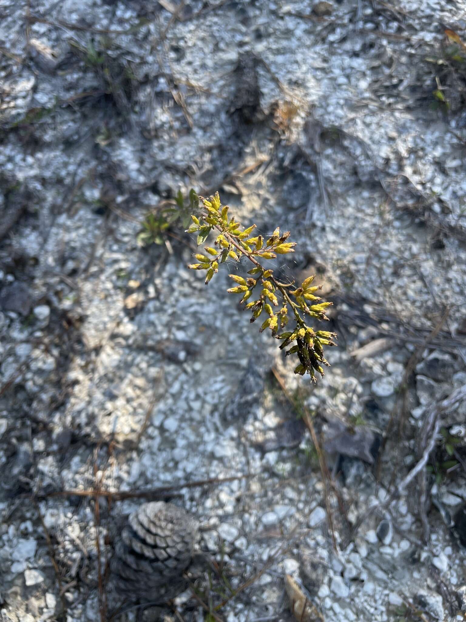 Sivun Solidago nemoralis subsp. nemoralis kuva