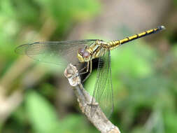 Image of Orthetrum luzonicum (Brauer 1868)