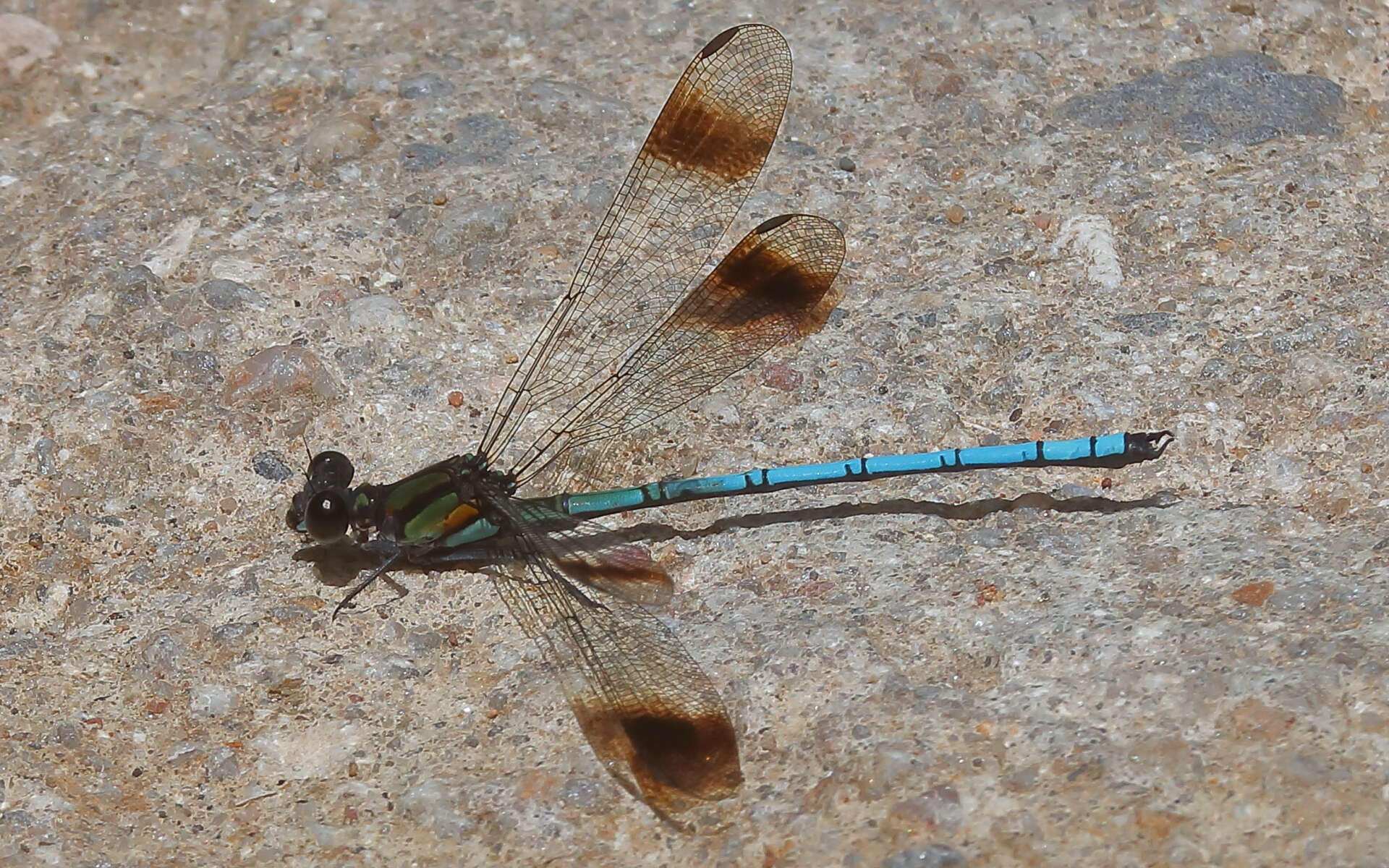 Image of Diphlebia hybridoides Tillyard 1912