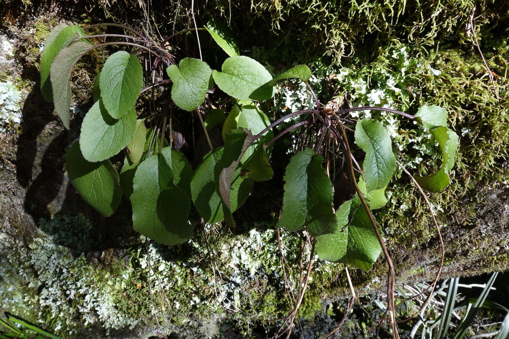 Image of Brachyglottis southlandica (Cockayne) B. Nord.