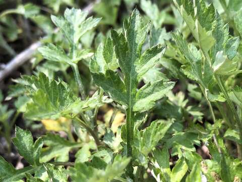 Image of Japanese mugwort