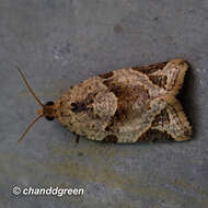 Слика од Neocalyptis affinisana Walker 1863