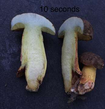 Image of Boletus billieae Both, Bessette & W. J. Neill 2001