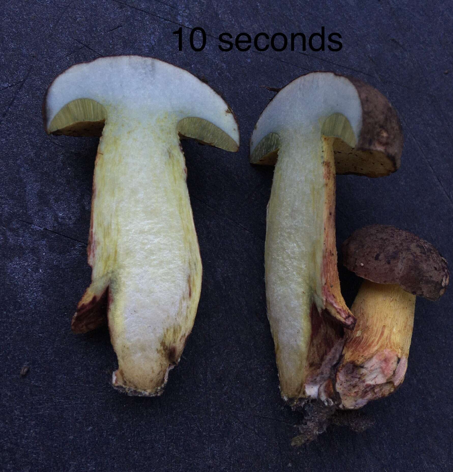 Sivun Boletus billieae Both, Bessette & W. J. Neill 2001 kuva