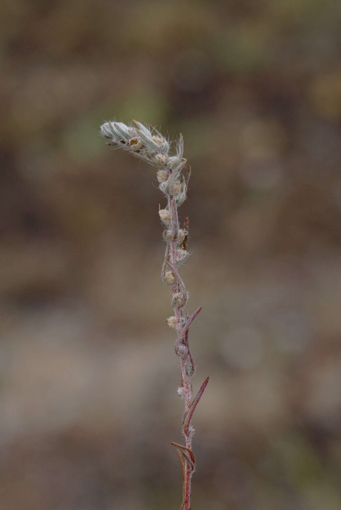 Image of Bassia laniflora (S. G. Gmel.) A. J. Scott