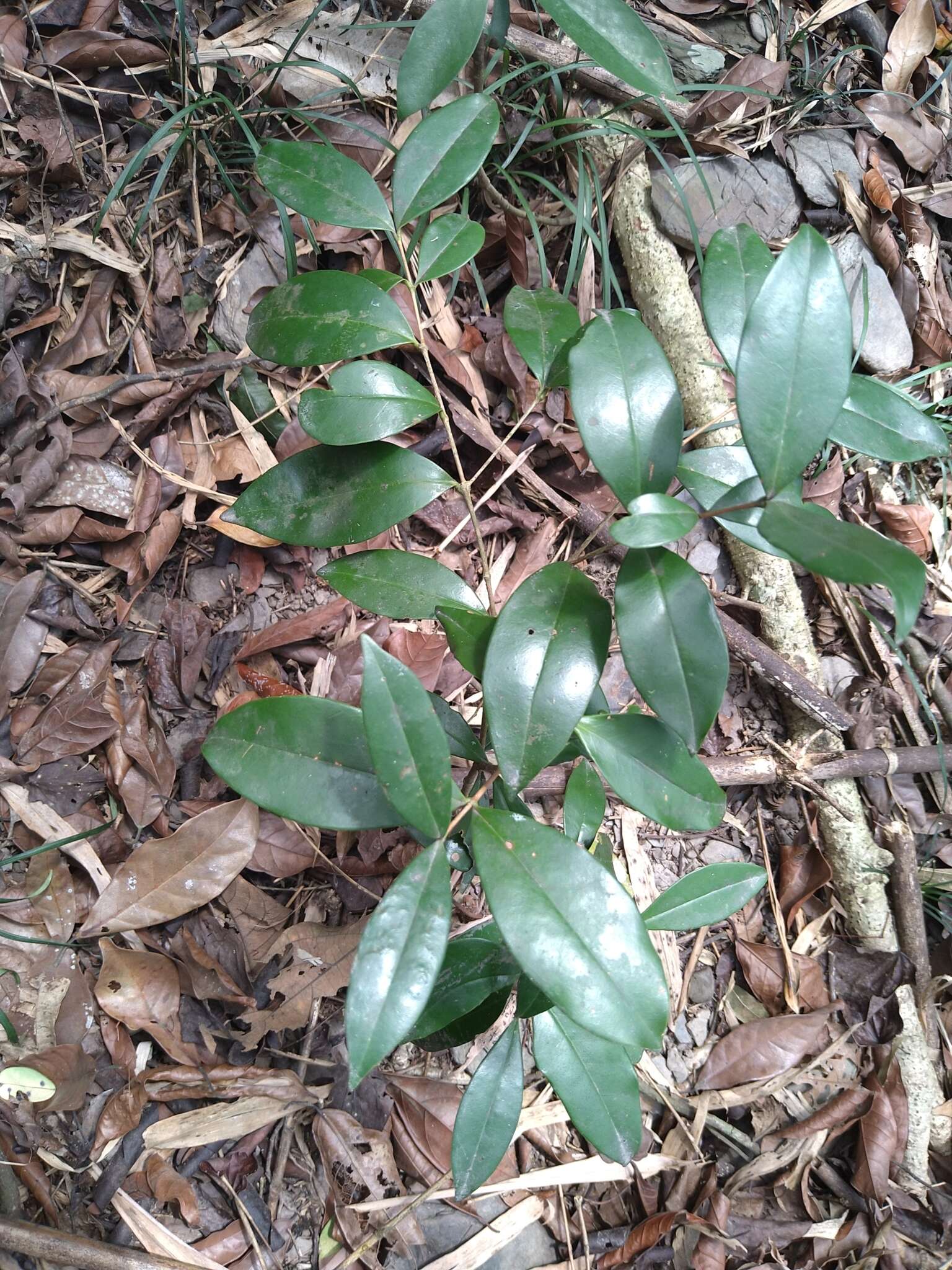 Imagem de Syzygium formosanum (Hayata) Mori