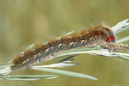 Image de Lasiocampa eversmanni Eversmann 1843