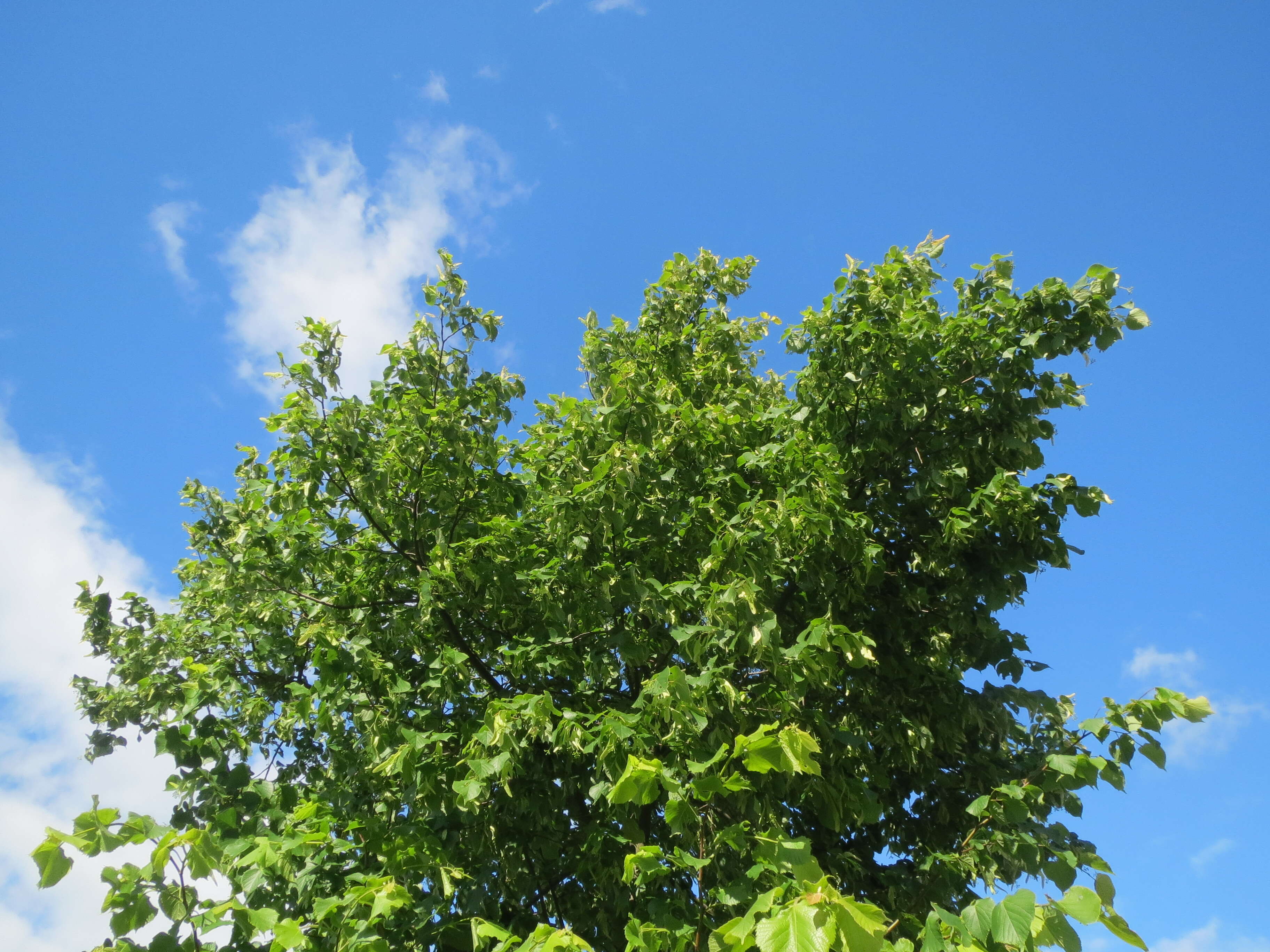 Image of Large-leaved Lime