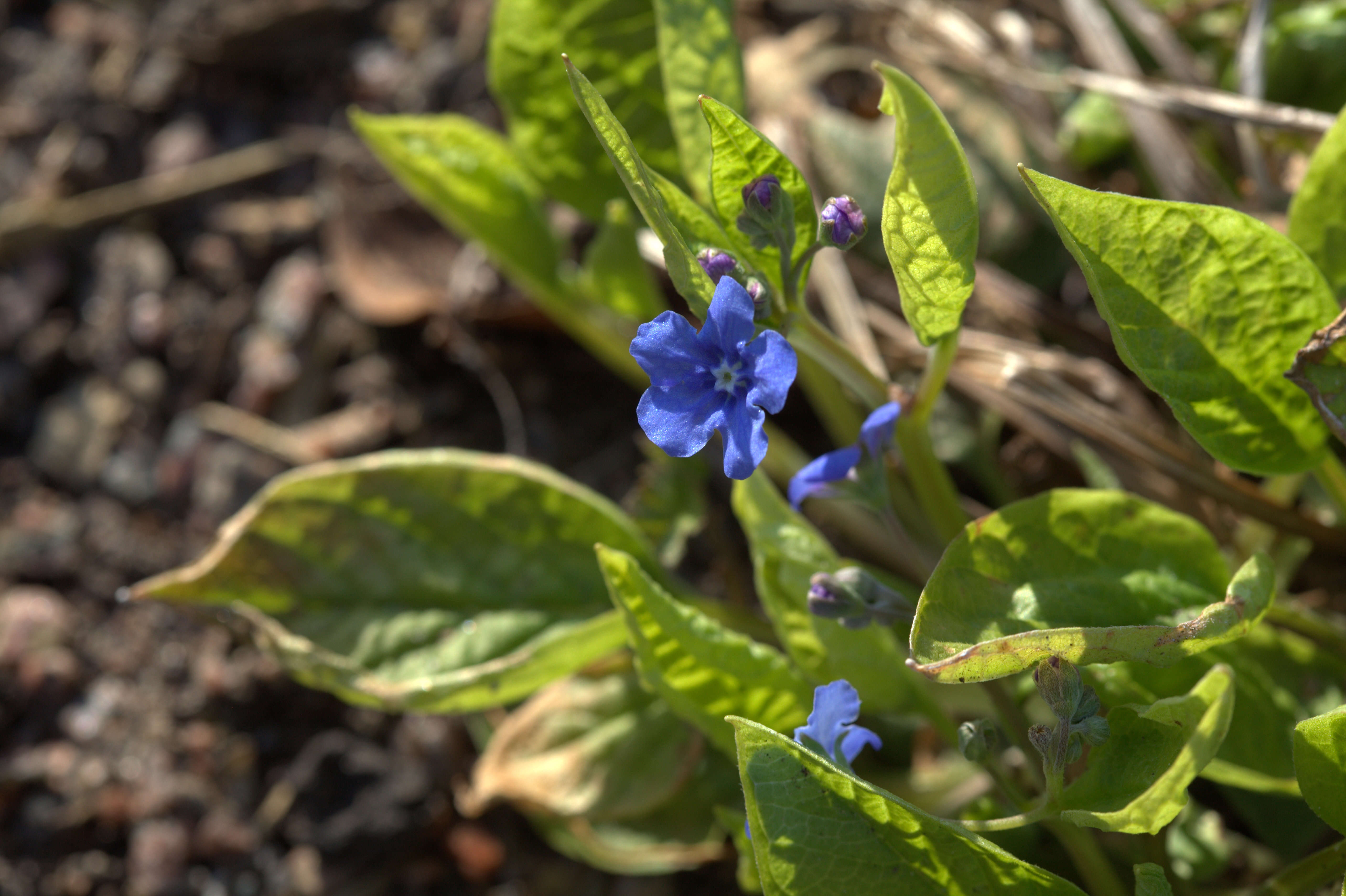 Image of blue-eyed-Mary