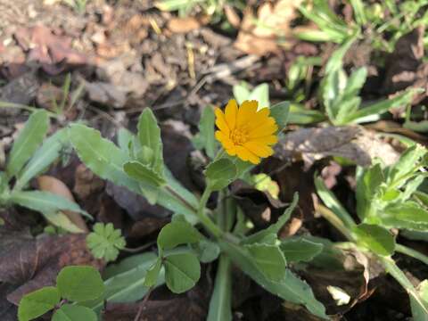 Image of field marigold