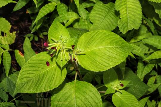 Image de Cuphea paucipetala S. A. Graham