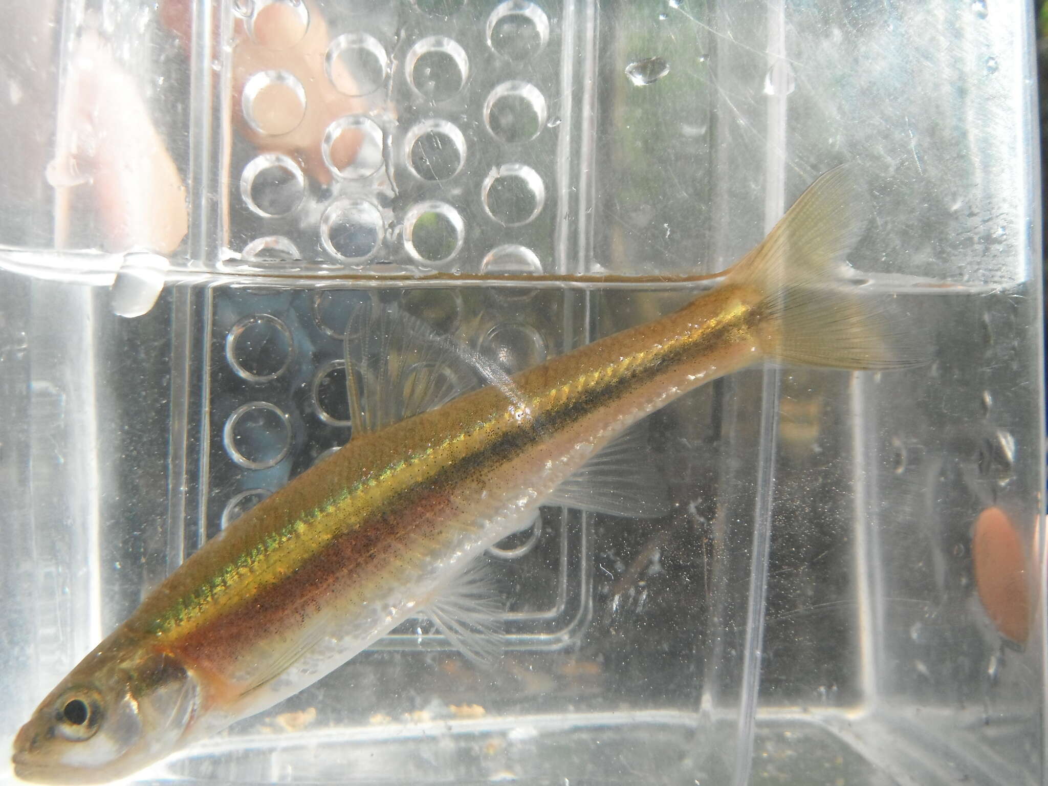 Image of Redside Dace