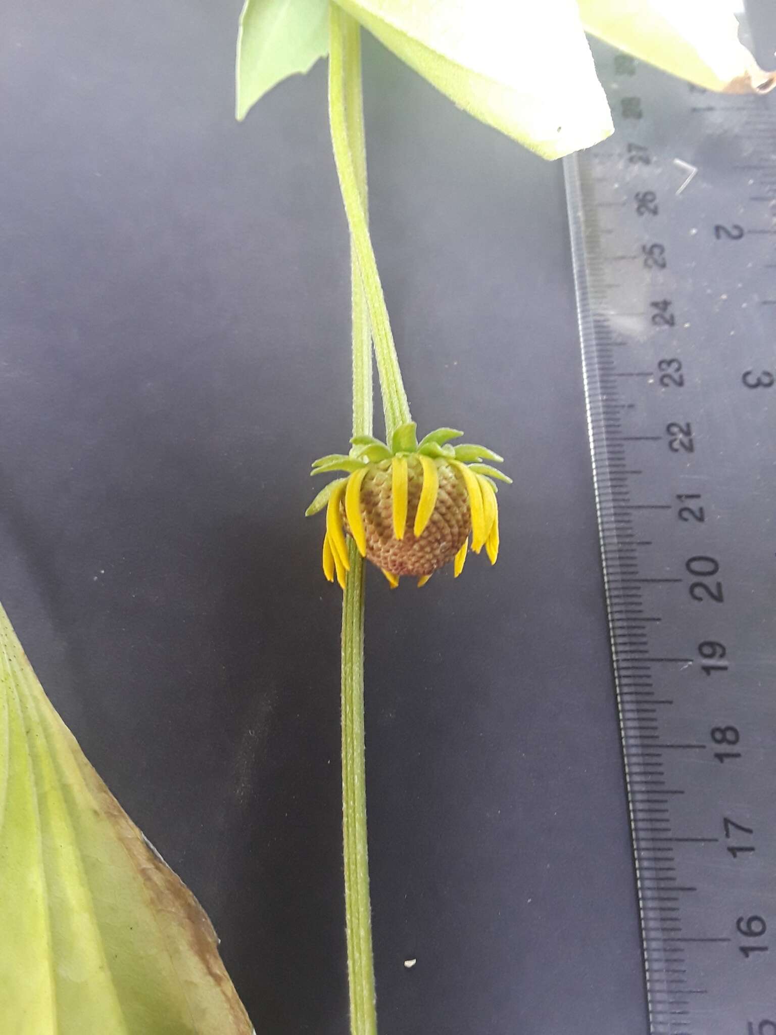 Image of rough coneflower