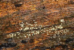 Image of Trichoderma gelatinosum P. Chaverri & Samuels 2003