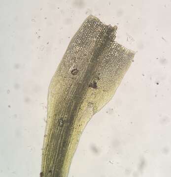 Image of pleuridium moss