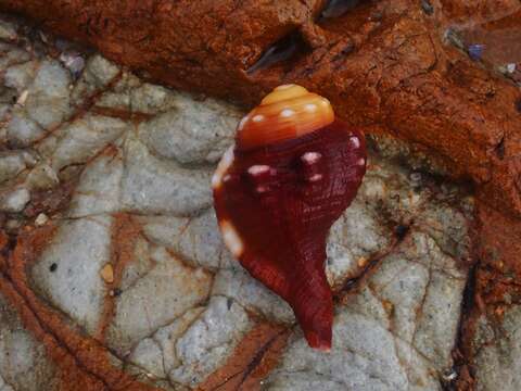 Image of <i>Ranularia oblita</i>