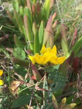 Image de Lotus creticus L.