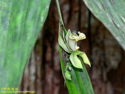 Image of Claderia viridiflora Hook. fil.