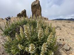 Echium onosmifolium Webb & Berth.的圖片