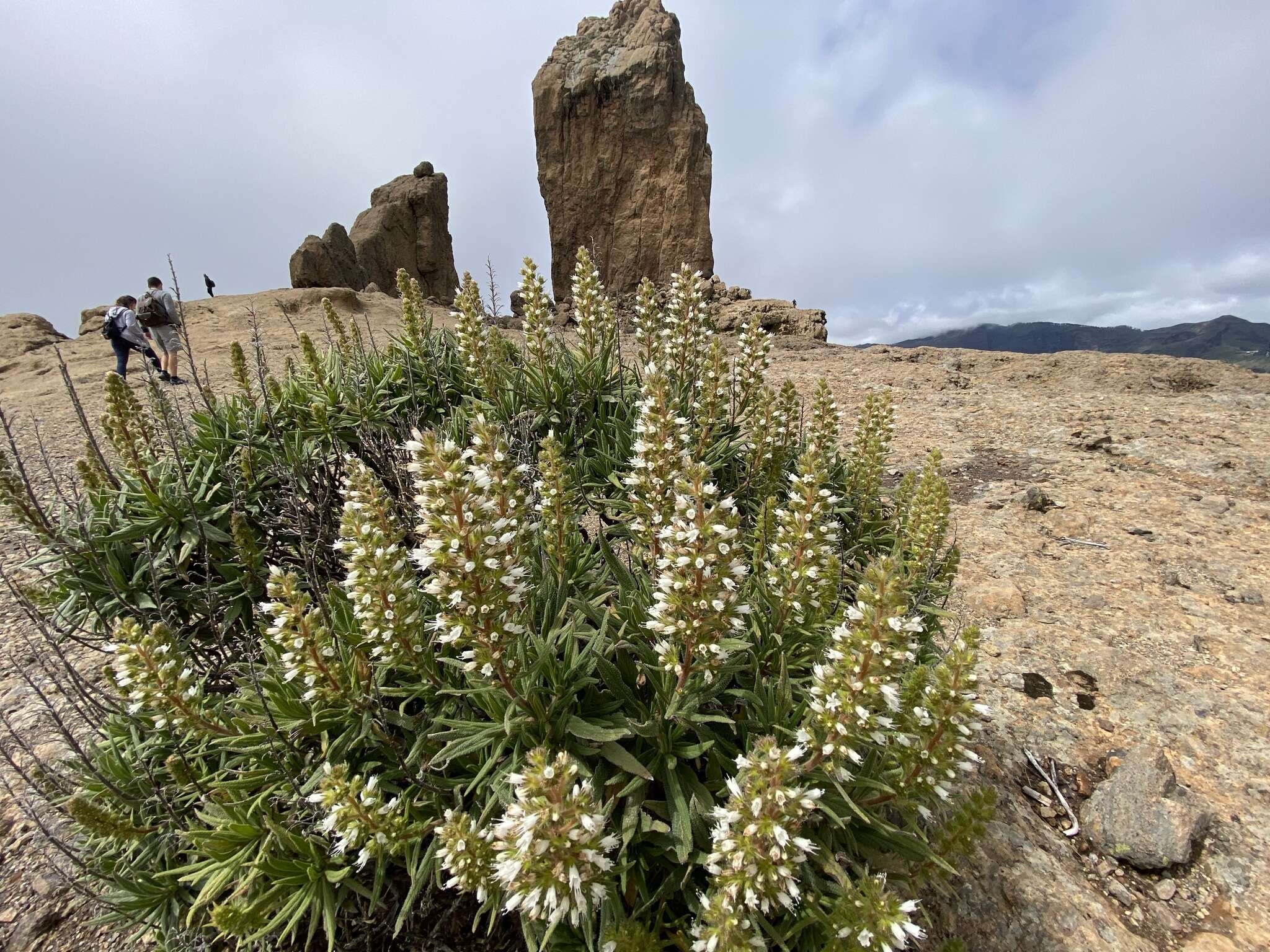 Image of Echium onosmifolium Webb & Berth.