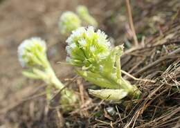 Image of Petasites albus (L.) Gaertn.