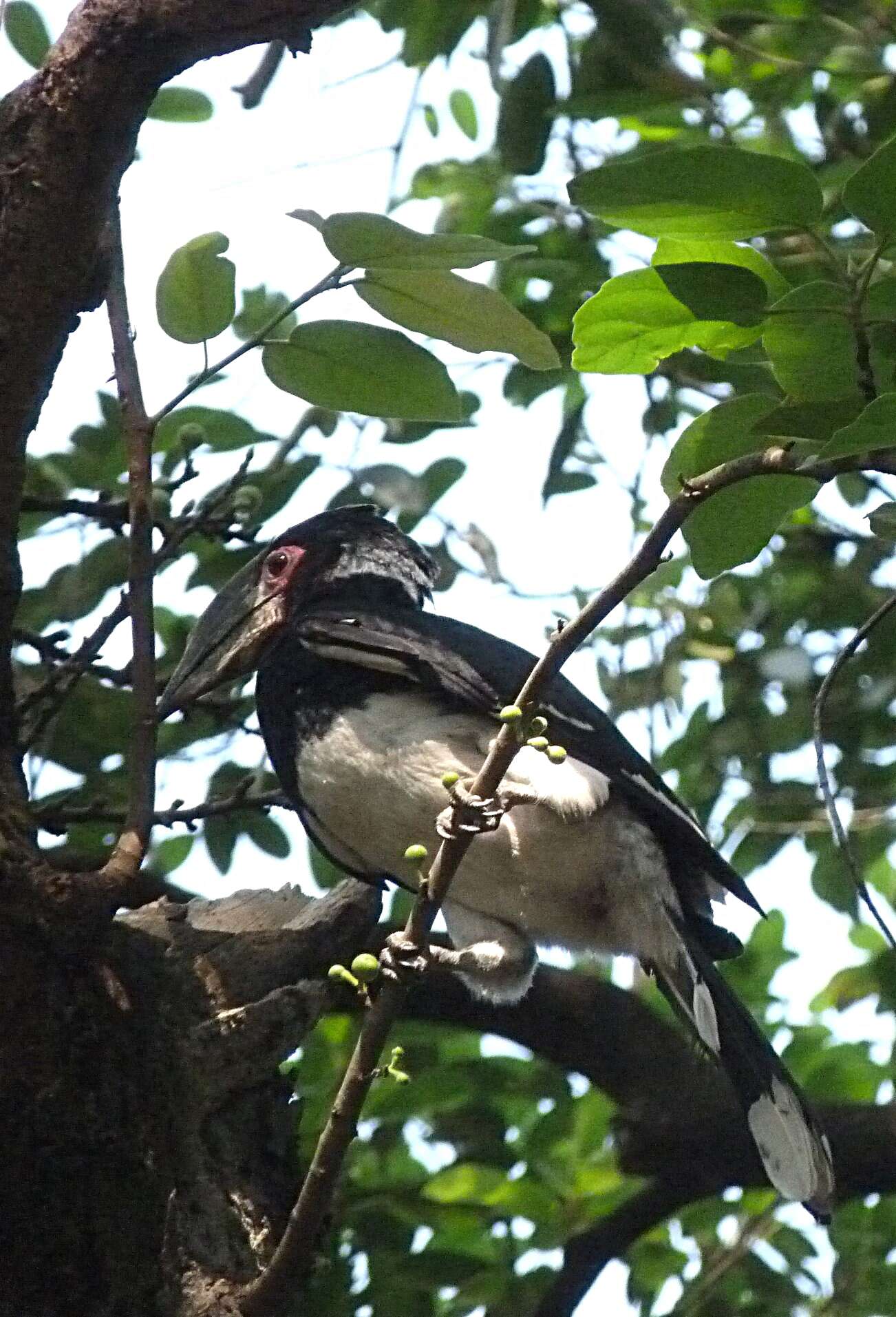 Image of Trumpeter Hornbill