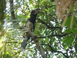 Image of Trumpeter Hornbill