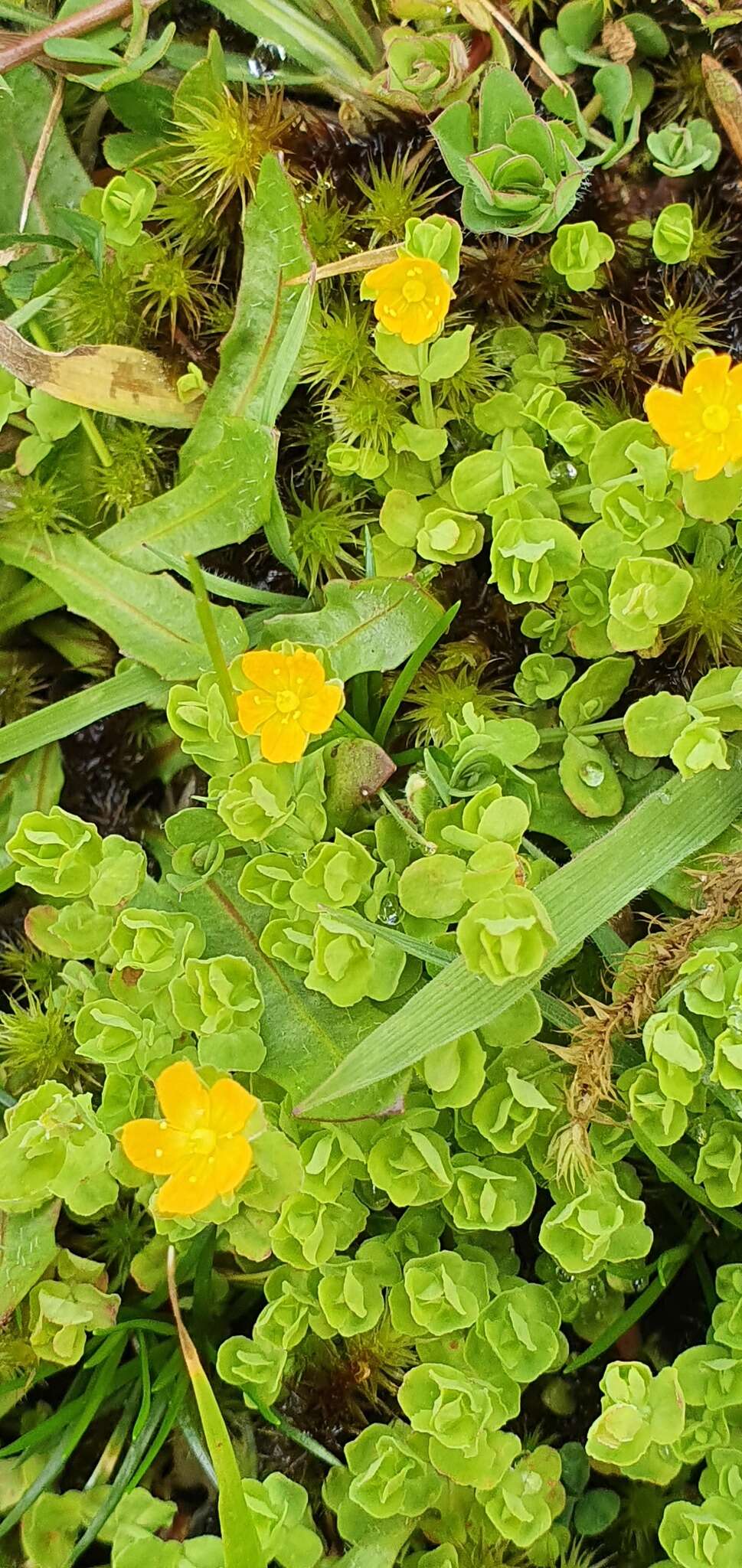 Imagem de Hypericum japonicum subsp. japonicum