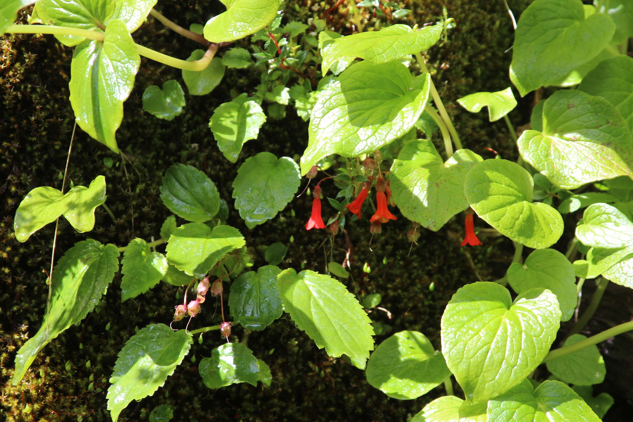 Image de Ourisia ruellioides (L. fil.) Kuntze