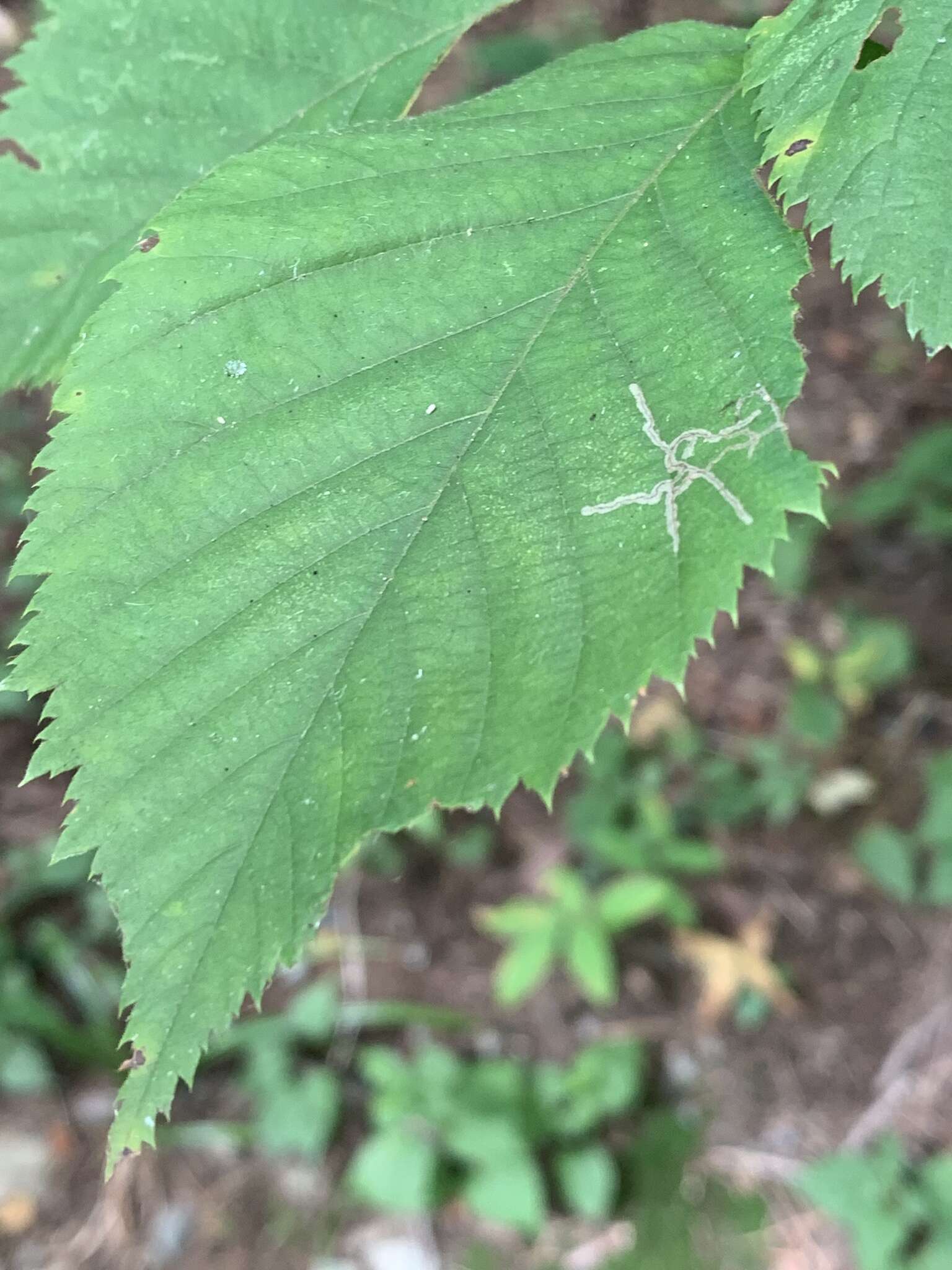 Imagem de Caloptilia ostryaeella (Chambers 1878)