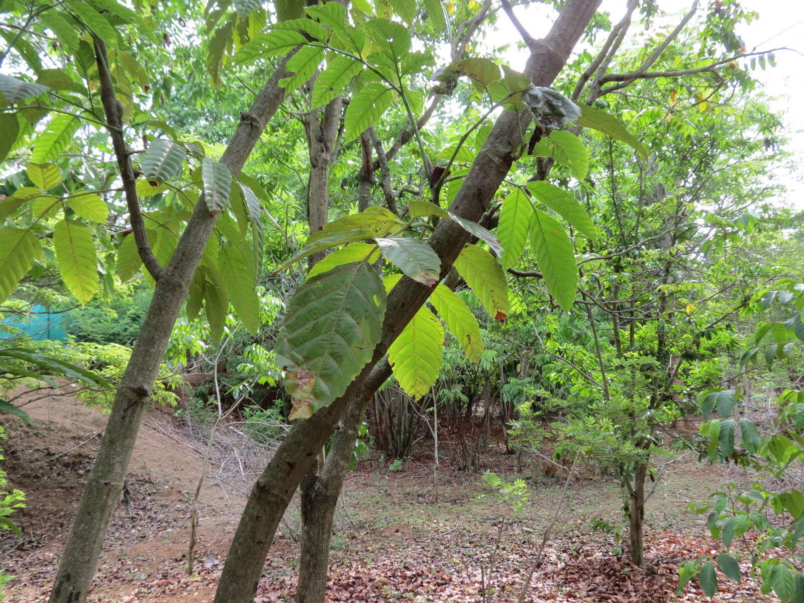 Image of bandicoot-berry