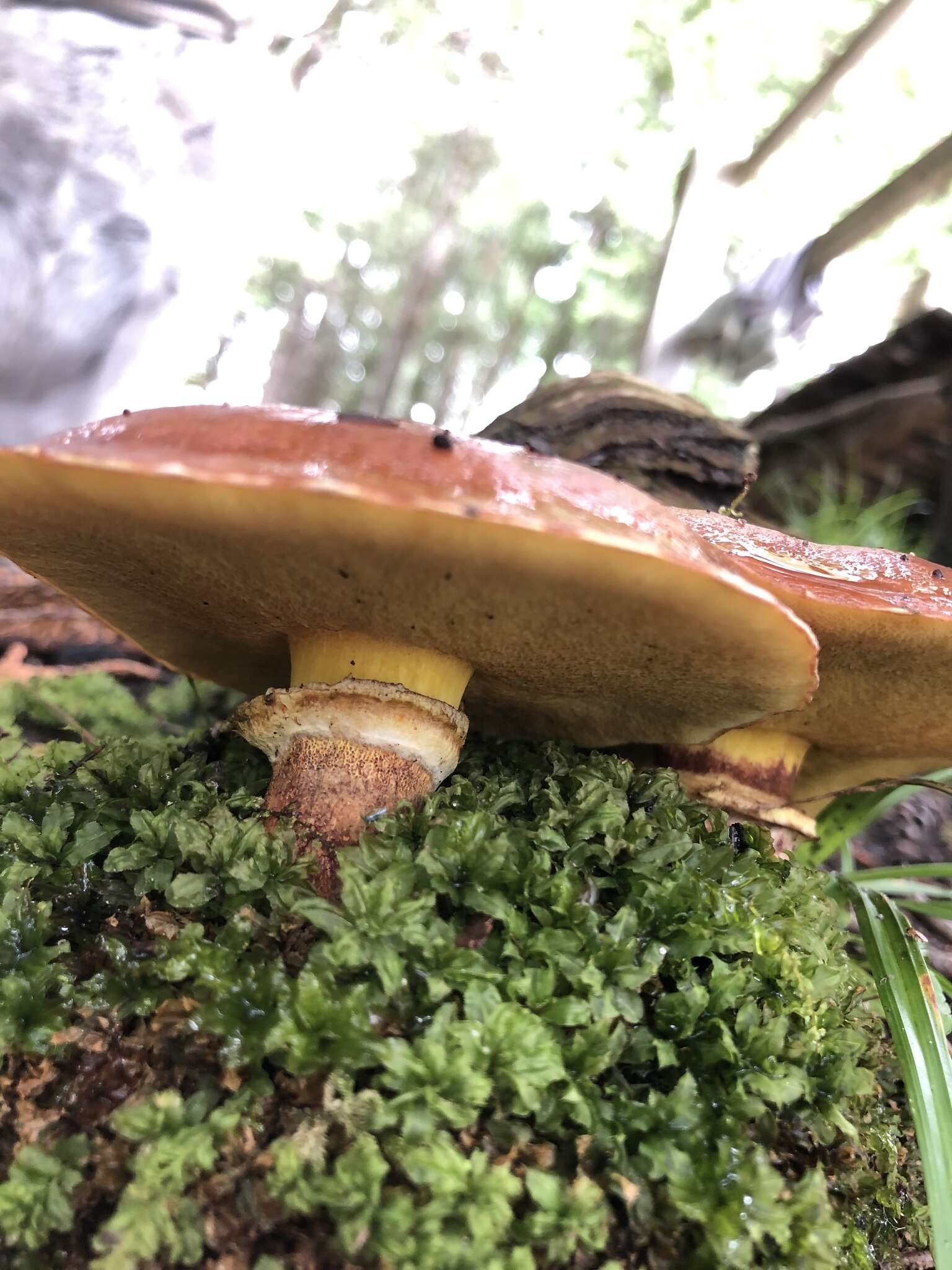 Image of Suillus clintonianus (Peck) Kuntze