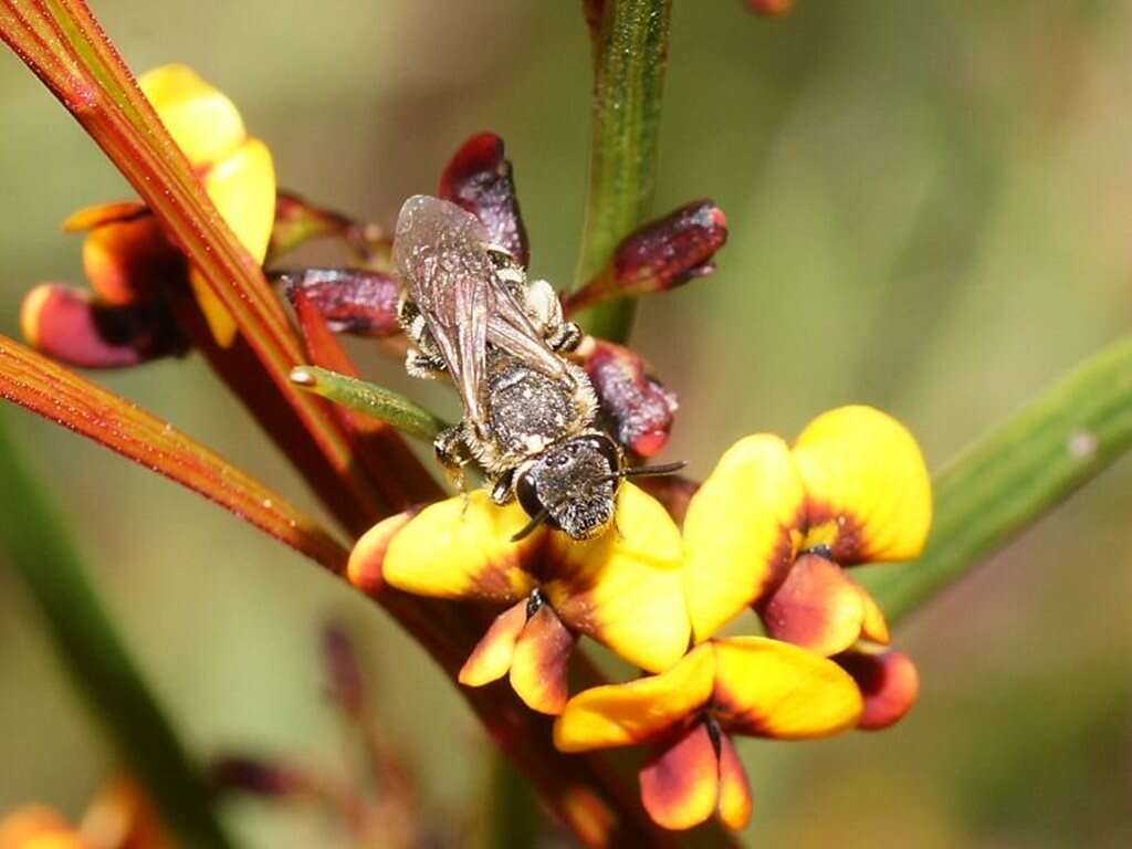 Lasioglossum calophyllae (Rayment 1935)的圖片