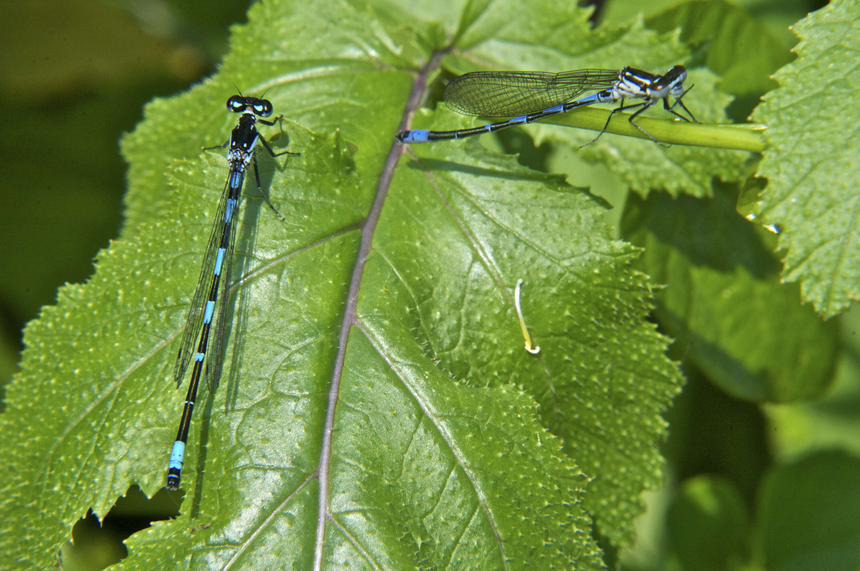 Imagem de Coenagrion pulchellum (Vander Linden 1825)